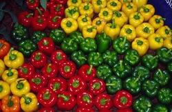 Fresh Capsicum Manufacturer Supplier Wholesale Exporter Importer Buyer Trader Retailer in Amritsar Punjab India